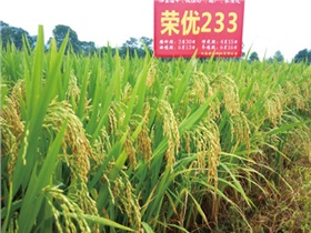 榮優(yōu)233