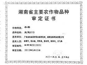五優(yōu)613審定證書正本