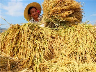 農(nóng)業(yè)部發(fā)布《農(nóng)業(yè)植物品種命名規(guī)定》