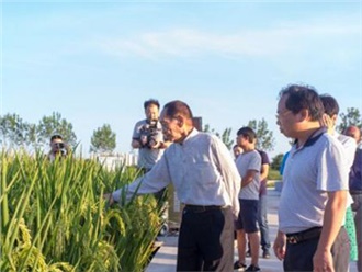 用海水稻“治愈”鹽堿地，世界糧食日致敬袁隆平