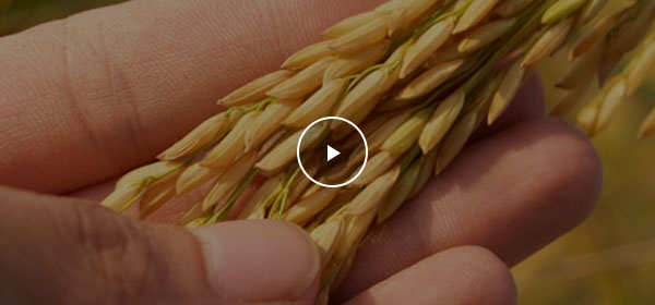 優(yōu)至種業(yè)視頻