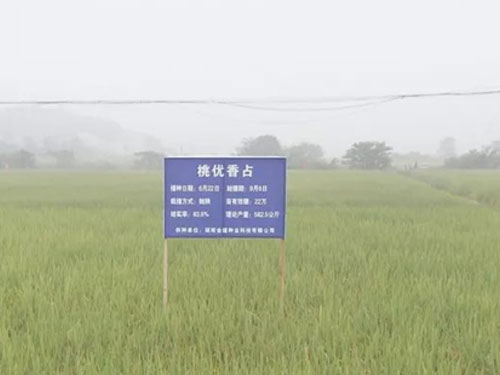 全國首次稻谷田間拍賣 汨羅高檔優(yōu)質(zhì)稻最高成交價(jià)每百斤182元